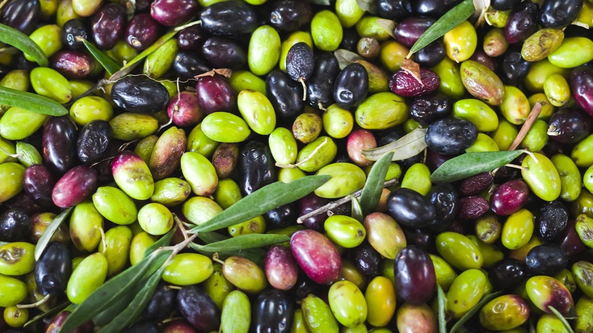 freshly picked olives